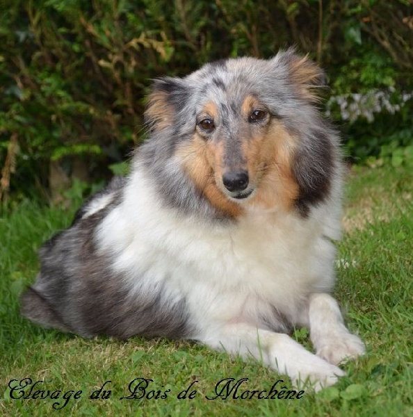 Les Shetland Sheepdog de l'affixe du bois de Morchène