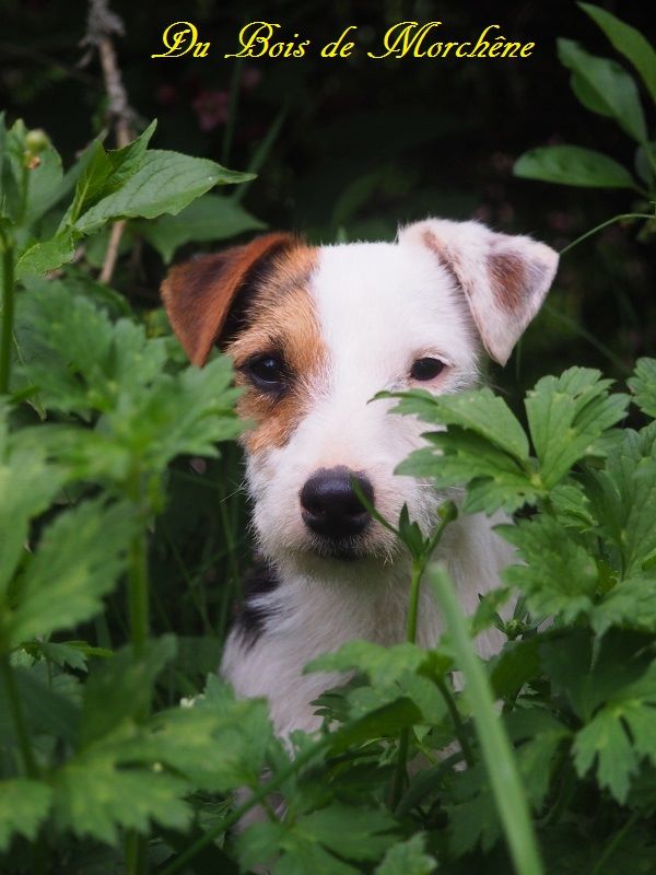 Les Jack Russell Terrier de l'affixe du bois de Morchène