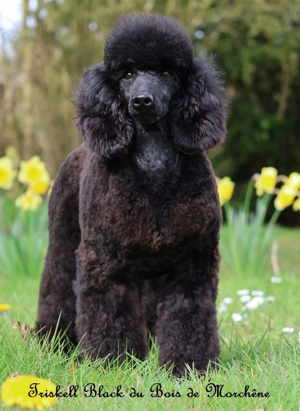 Triskell black du bois de Morchène