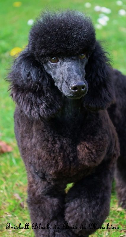 Triskell black du bois de Morchène