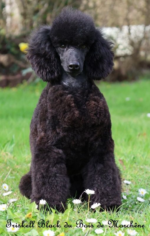 Triskell black du bois de Morchène