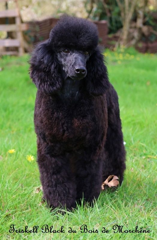 Triskell black du bois de Morchène