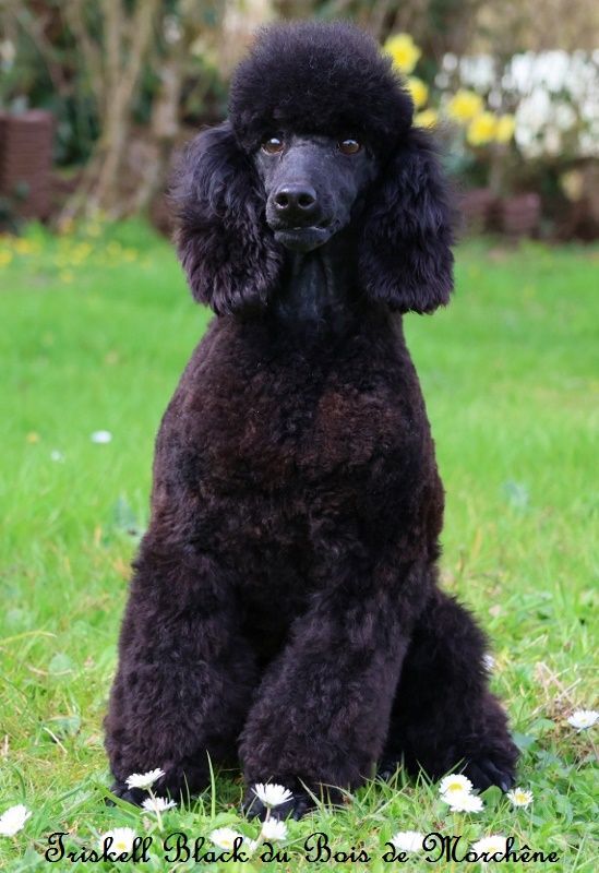 Triskell black du bois de Morchène