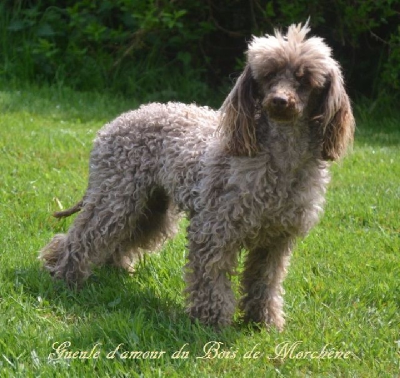 Gueule d'amour du bois de Morchène