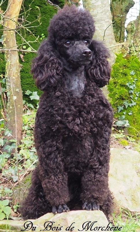 Ornoir du bois de Morchène