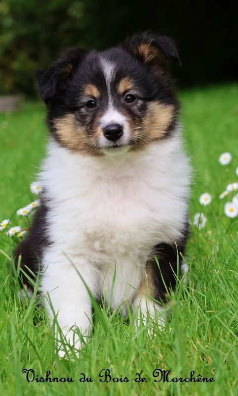 chiot Shetland Sheepdog du bois de Morchène