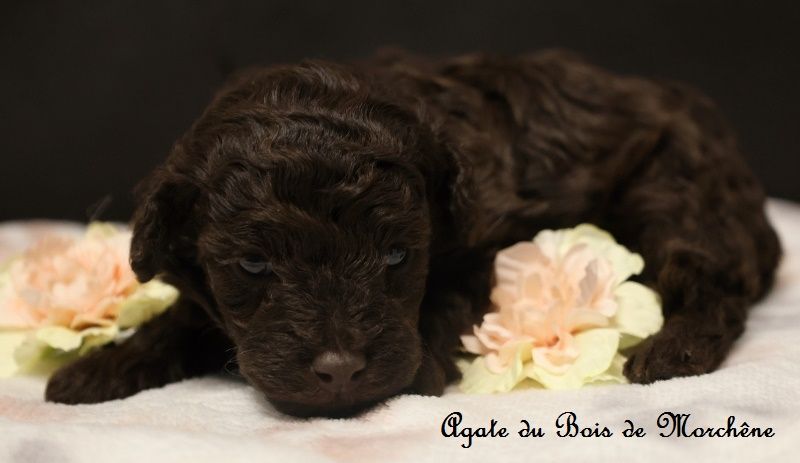 du bois de Morchène - Chiot disponible  - Caniche