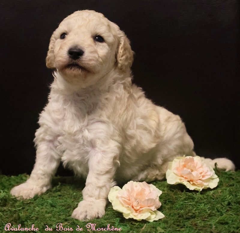 du bois de Morchène - Chiot disponible  - Caniche