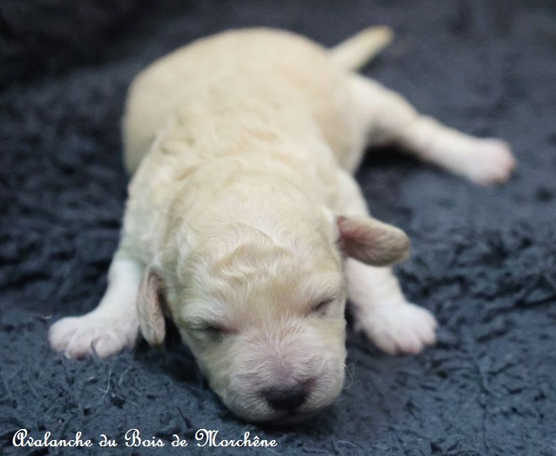 du bois de Morchène - Chiot disponible  - Caniche