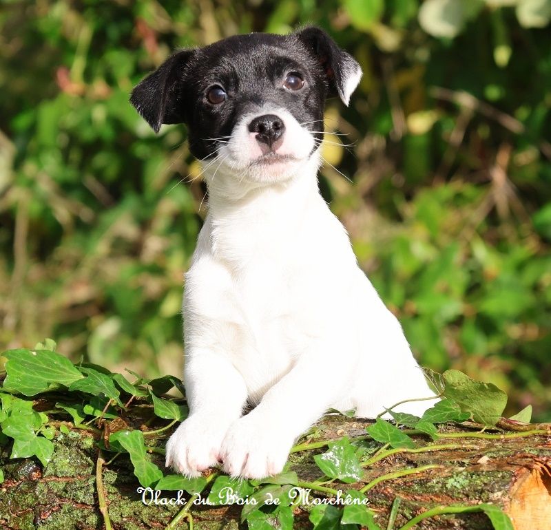 du bois de Morchène - Chiot disponible  - Jack Russell Terrier