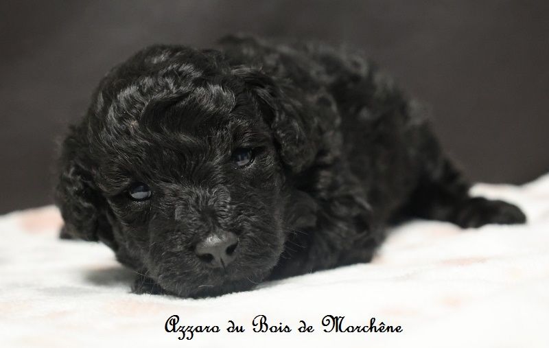 du bois de Morchène - Chiot disponible  - Caniche