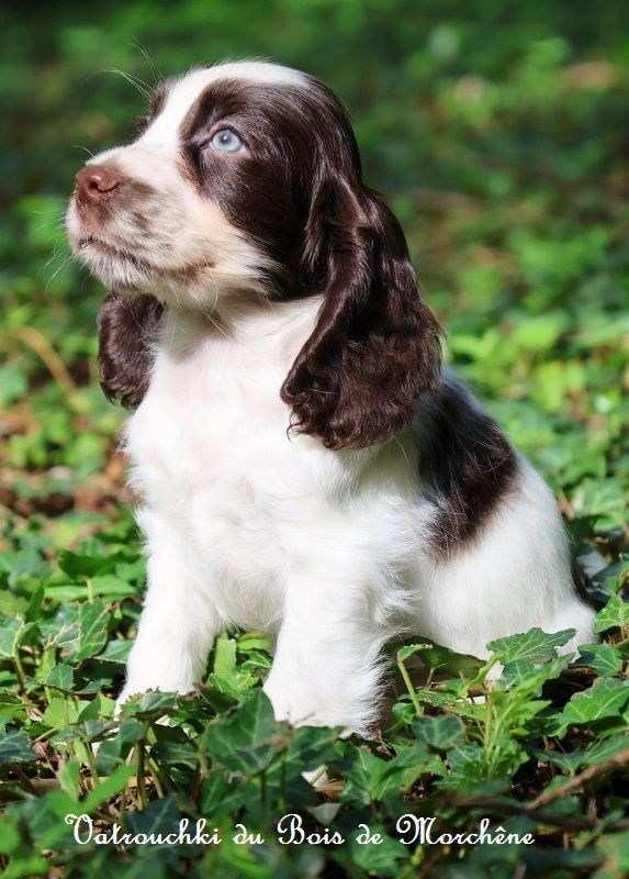 du bois de Morchène - Chiot disponible  - Cocker Spaniel Anglais