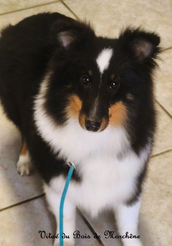 du bois de Morchène - Chiot disponible  - Shetland Sheepdog