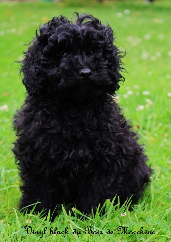 chiot Caniche du bois de Morchène