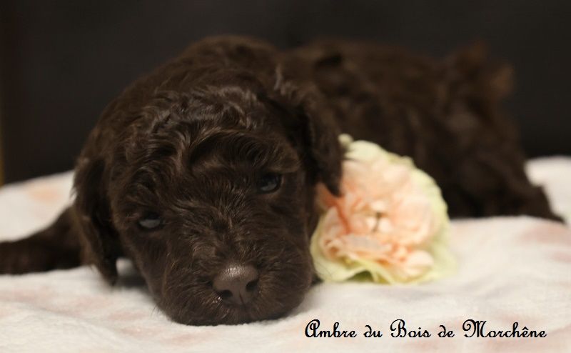 du bois de Morchène - Chiot disponible  - Caniche