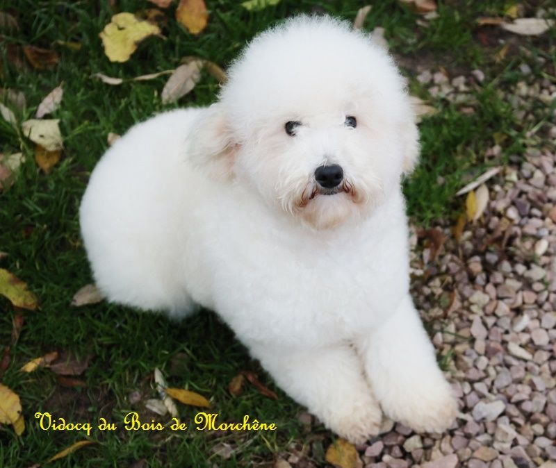 du bois de Morchène - Chiot disponible  - Caniche