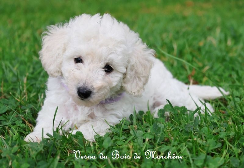 du bois de Morchène - Chiot disponible  - Caniche