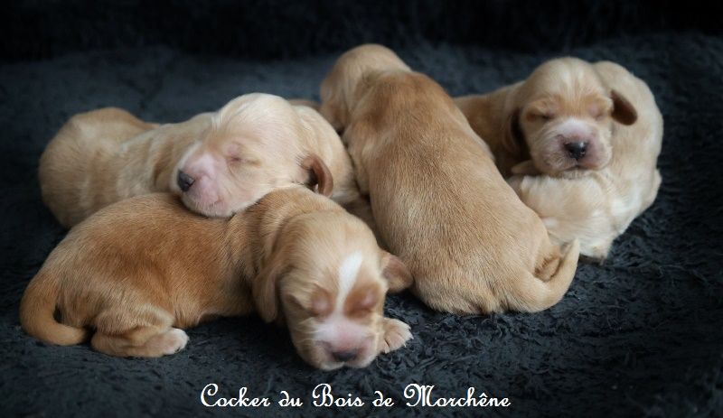 du bois de Morchène - Chiot disponible  - Cocker Spaniel Anglais