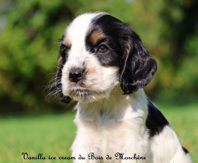 du bois de Morchène - Chiot disponible  - Cocker Spaniel Anglais