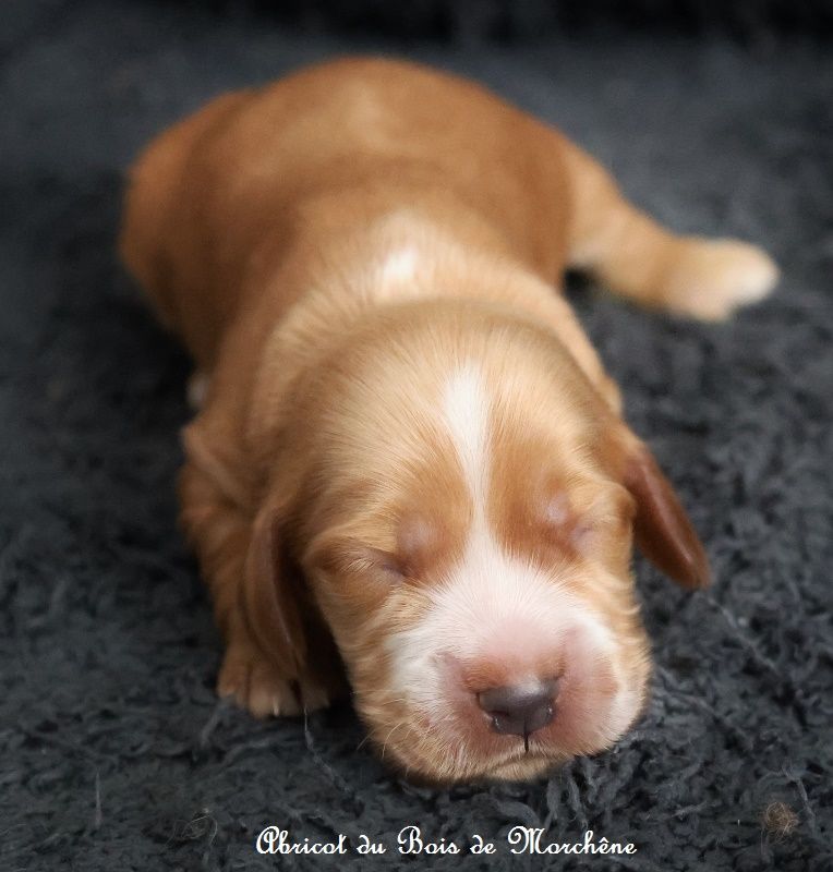 du bois de Morchène - Chiot disponible  - Cocker Spaniel Anglais