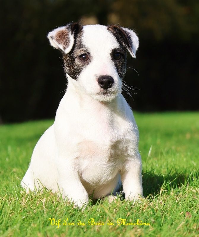 du bois de Morchène - Chiot disponible  - Jack Russell Terrier