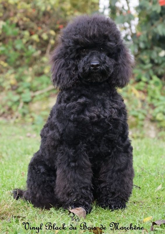 du bois de Morchène - Chiot disponible  - Caniche