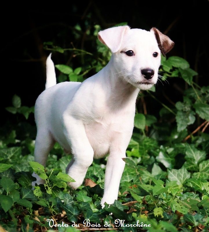 du bois de Morchène - Chiot disponible  - Parson Russell Terrier