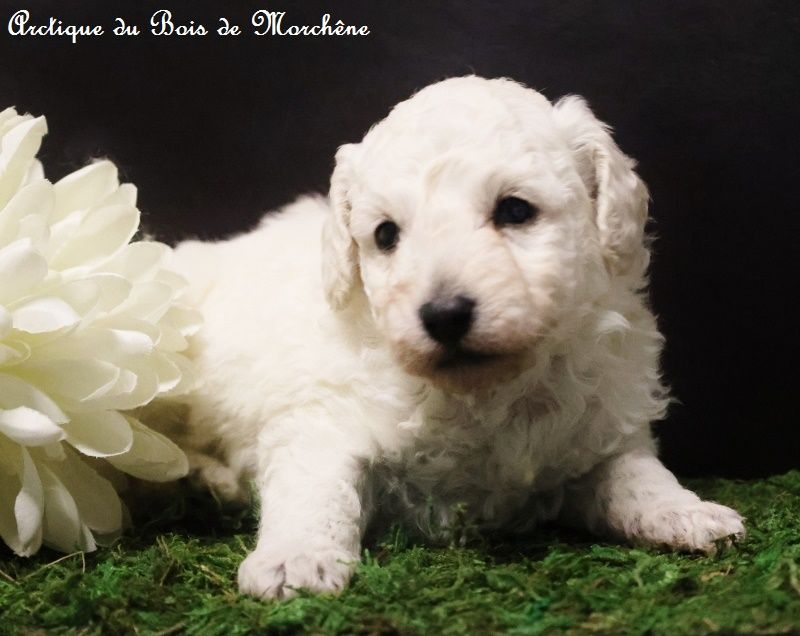 du bois de Morchène - Chiot disponible  - Caniche