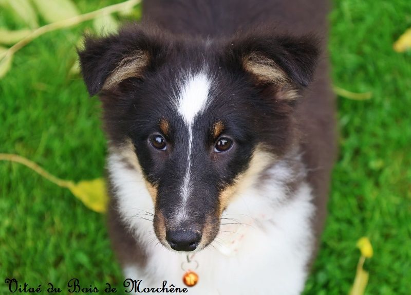 chiot Shetland Sheepdog du bois de Morchène