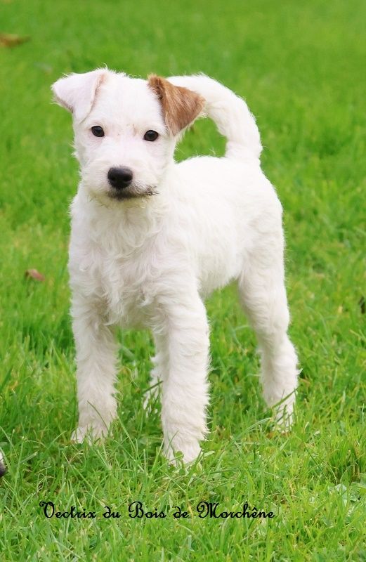 du bois de Morchène - Chiot disponible  - Parson Russell Terrier