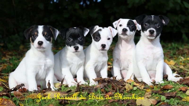 chiot Jack Russell Terrier du bois de Morchène