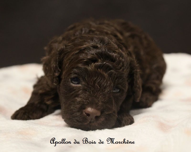 du bois de Morchène - Chiot disponible  - Caniche