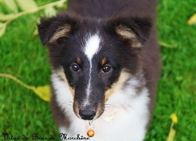 du bois de Morchène - Shetland Sheepdog - Portée née le 26/06/2024