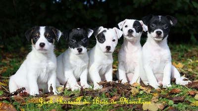 du bois de Morchène - Jack Russell Terrier - Portée née le 24/08/2024