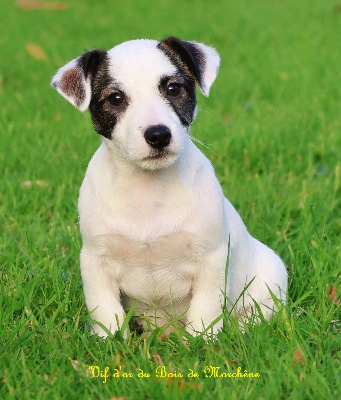 du bois de Morchène - Jack Russell Terrier - Portée née le 30/08/2024