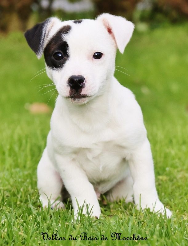 du bois de Morchène - Chiot disponible  - Jack Russell Terrier