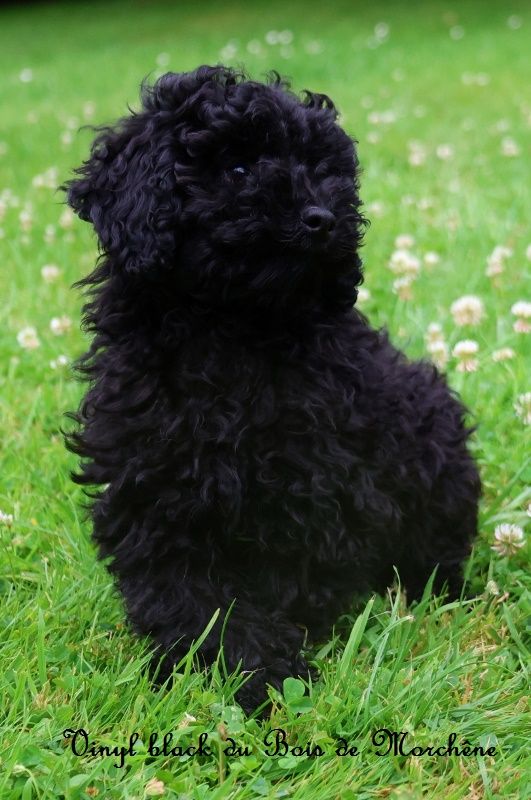 du bois de Morchène - Chiot disponible  - Caniche