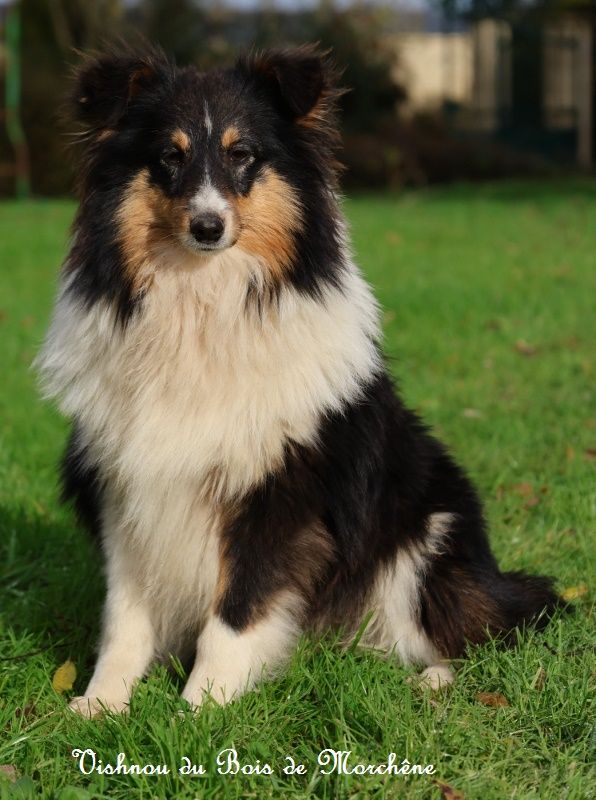 du bois de Morchène - Chiot disponible  - Shetland Sheepdog