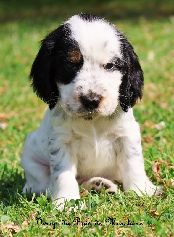 du bois de Morchène - Chiot disponible  - Cocker Spaniel Anglais