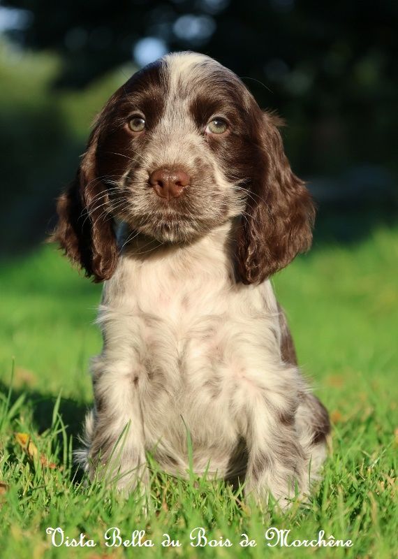 du bois de Morchène - Chiot disponible  - Cocker Spaniel Anglais