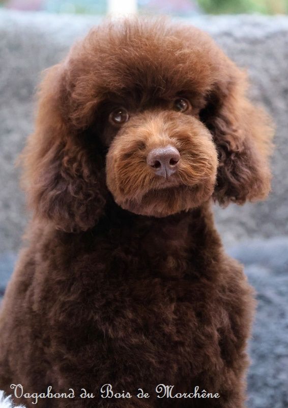 chiot Caniche du bois de Morchène