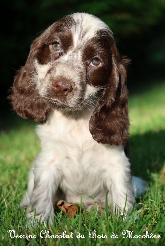 du bois de Morchène - Chiot disponible  - Cocker Spaniel Anglais