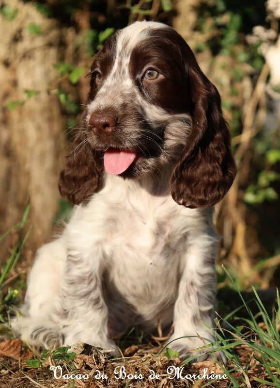 du bois de Morchène - Chiot disponible  - Cocker Spaniel Anglais