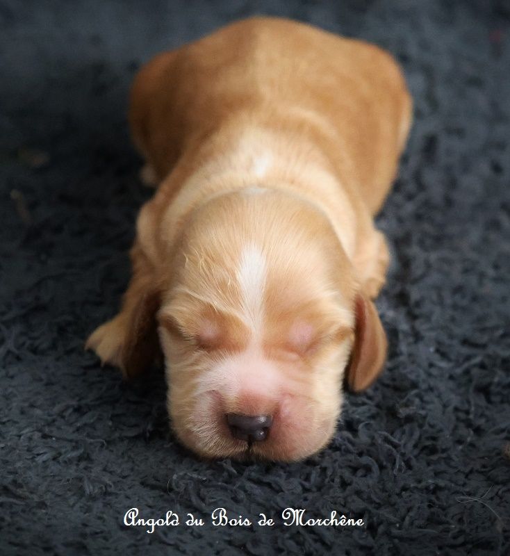 du bois de Morchène - Chiot disponible  - Cocker Spaniel Anglais