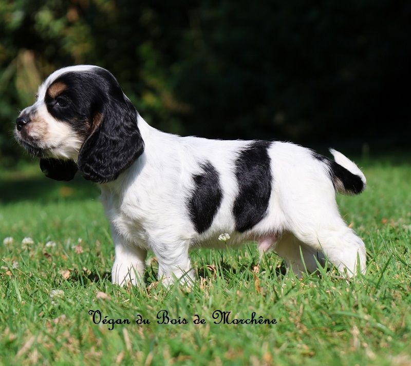 du bois de Morchène - Chiot disponible  - Cocker Spaniel Anglais