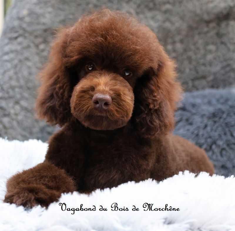 du bois de Morchène - Chiot disponible  - Caniche