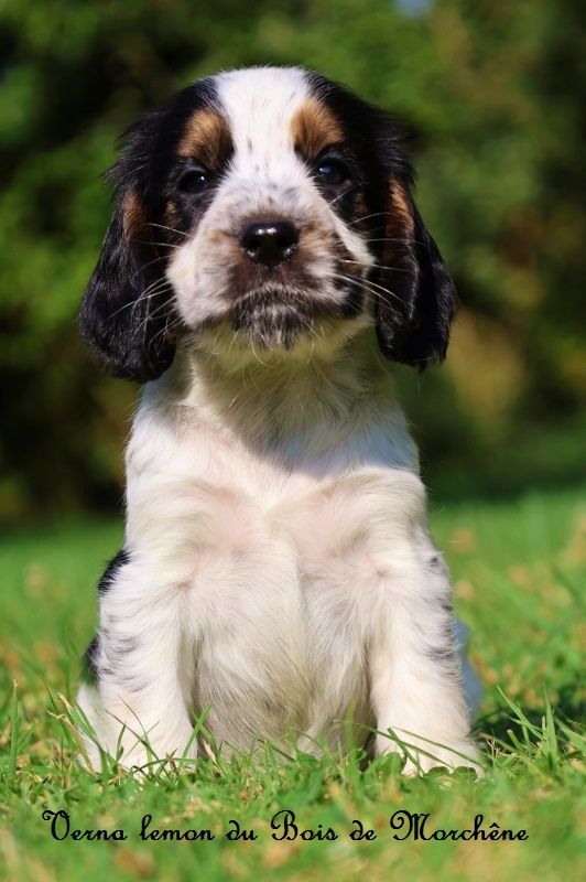 du bois de Morchène - Chiot disponible  - Cocker Spaniel Anglais