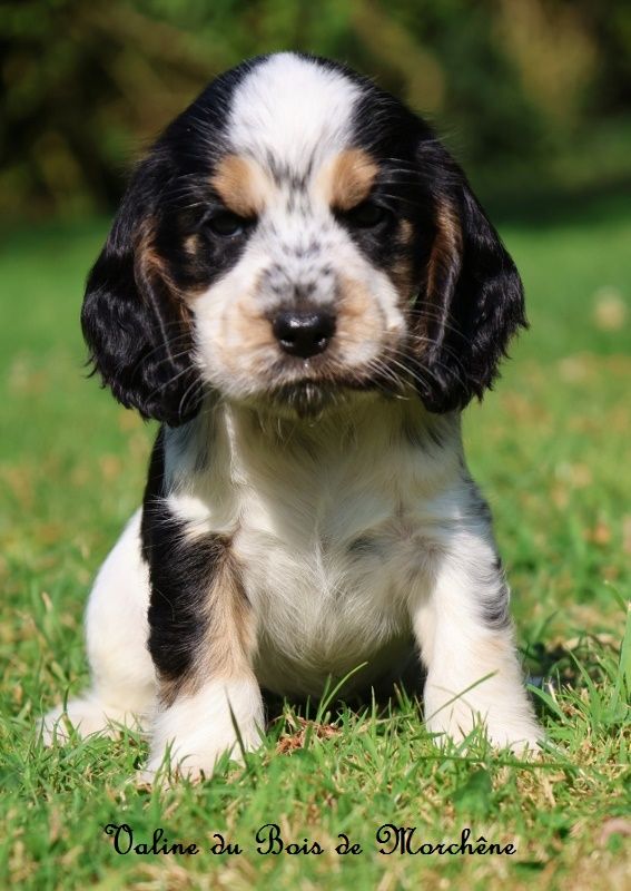 du bois de Morchène - Chiot disponible  - Cocker Spaniel Anglais