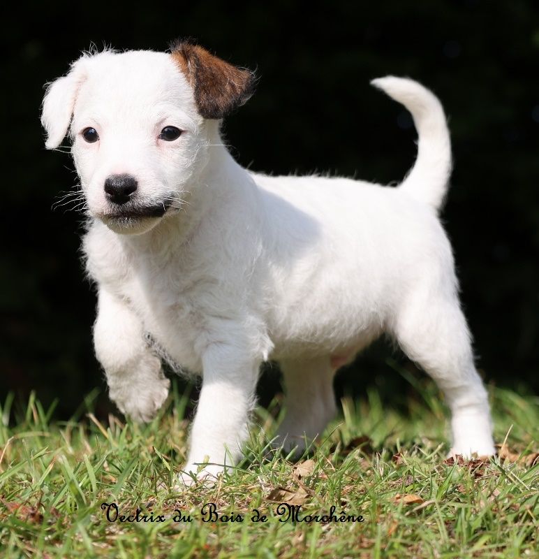 chiot Parson Russell Terrier du bois de Morchène