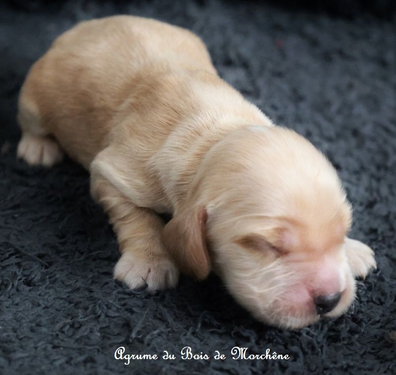 du bois de Morchène - Chiot disponible  - Cocker Spaniel Anglais